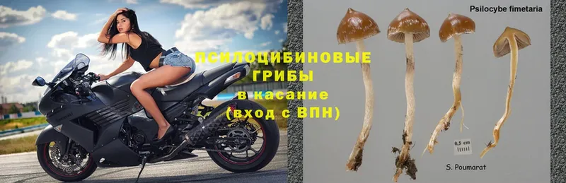 площадка какой сайт  Инта  Псилоцибиновые грибы Cubensis  цена наркотик 